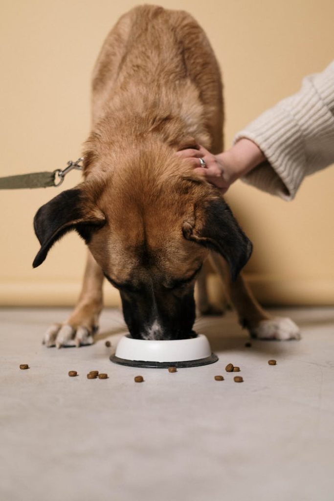 Brown dog eating kibble from a bowl on an indoor floor, being petted.
