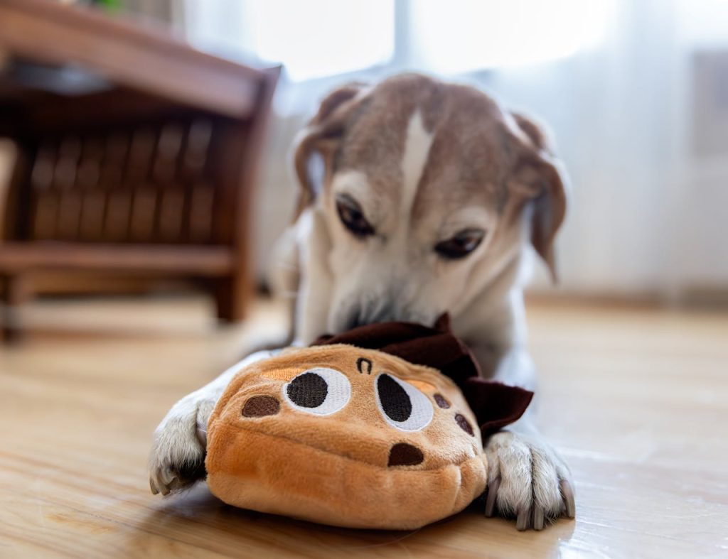 A playful beagle dog enjoying time with a colorful plush toy in a cozy indoor setting.
