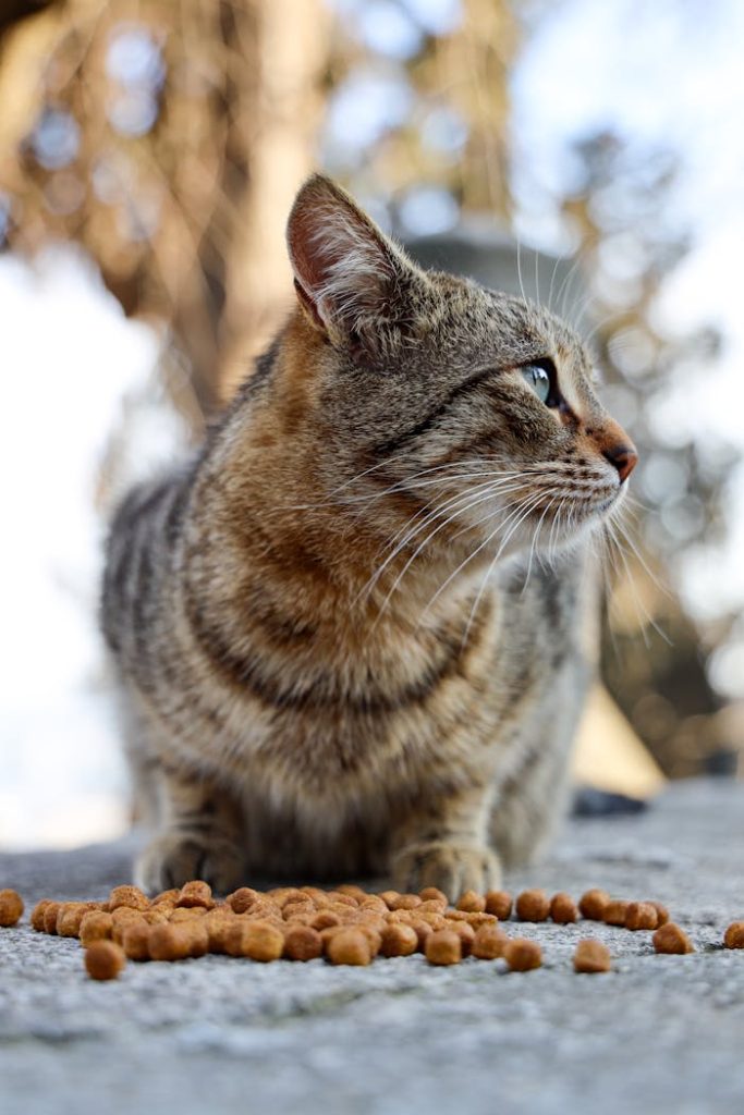 Close-up of a tabby cat with food outdoors in Istanbul, showcasing its curious gaze.