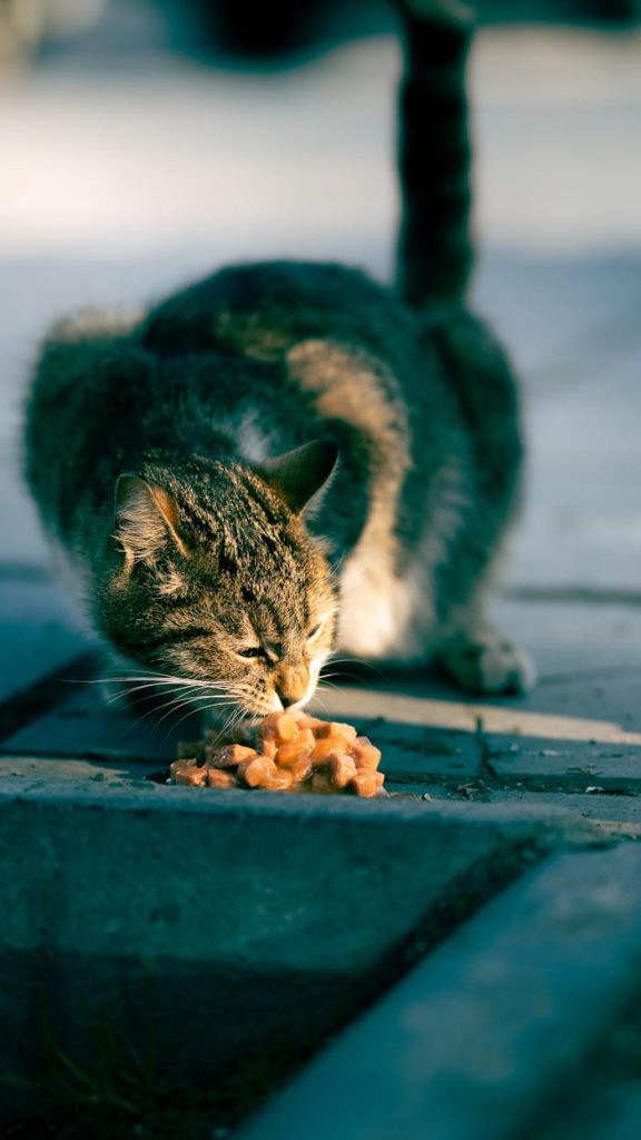 A tabby cat enjoys a meal on a sunlit street corner in Kayseri, Türkiye.